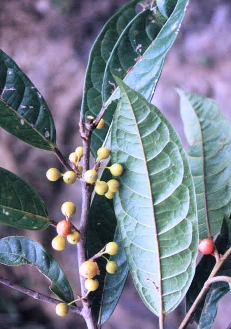 Young Ficus Pertusa Tree Growing in Container