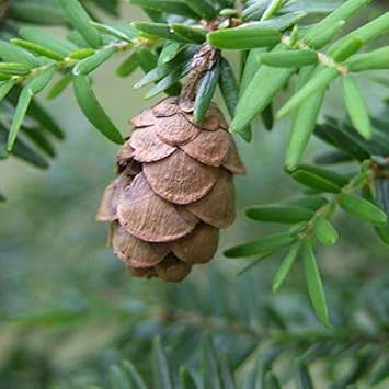 Mountain Hemlock with Dense Blue Green Evergreen Foliage