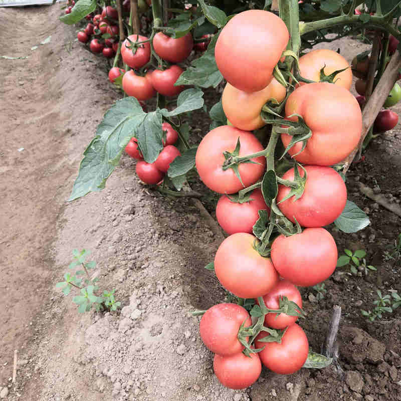 Pink Tomato Seeds for Planting – Heirloom Non-GMO Garden Seeds