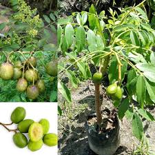 Spondias Tree Growing in Tropical Garden Image Name: