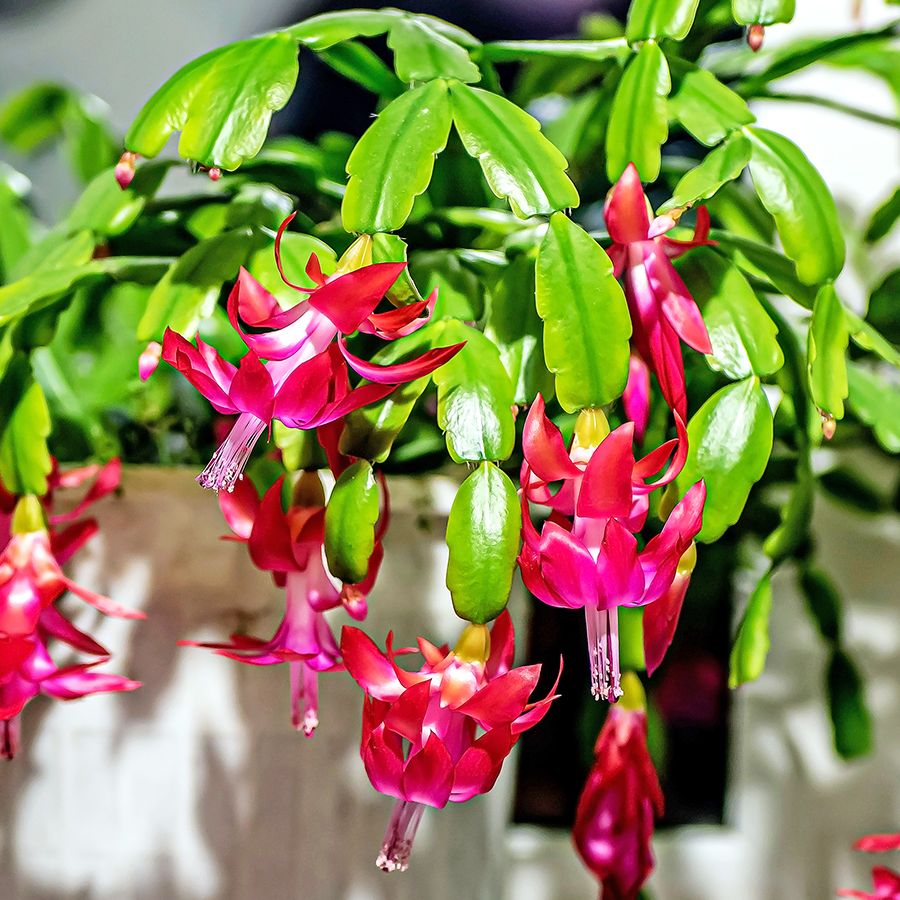 Multicolor Schlumbergera flower seeds
