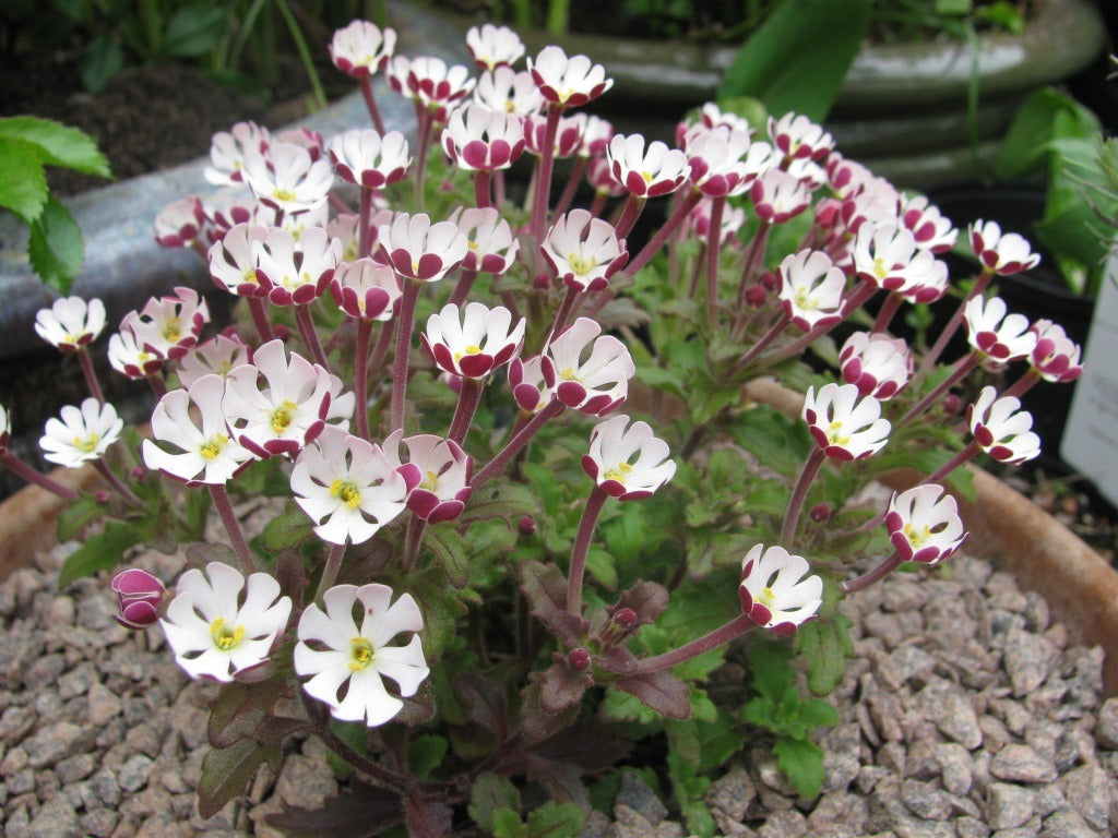 Night Blooming flower seeds