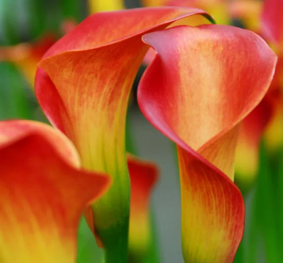 Red Yellow flower seeds