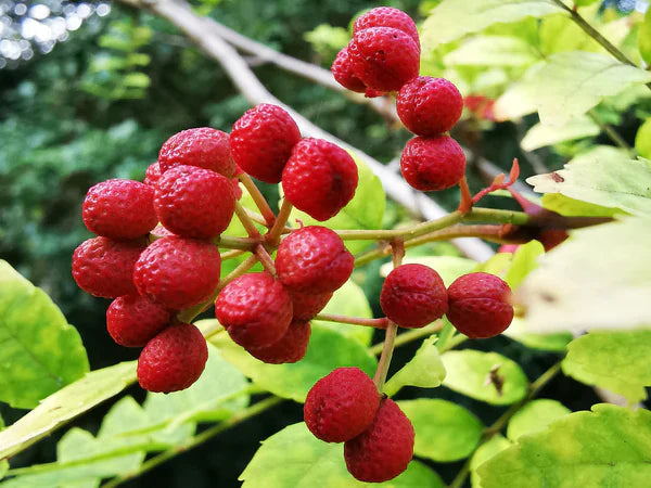 Red Zanthoxylum Seeds for Planting – Heirloom Non-GMO Garden Seeds