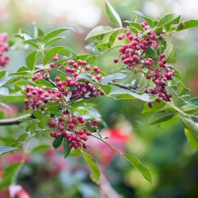 Chinese Pepper Herb Seeds for Planting – Heirloom Non-GMO Garden Seeds