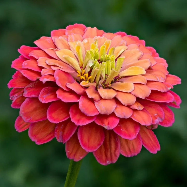 Burgundy Zinnia flower seeds