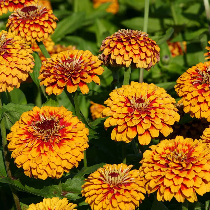 Yellow Zinnia flower seeds