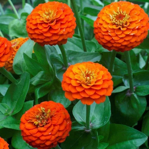 Orange Yellow flower seeds