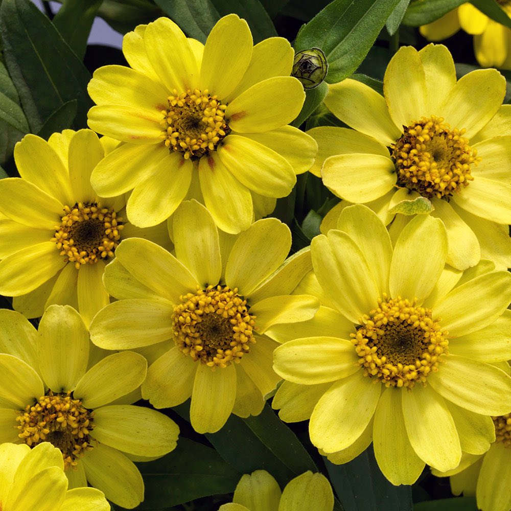 Yellow Profusion flower seeds