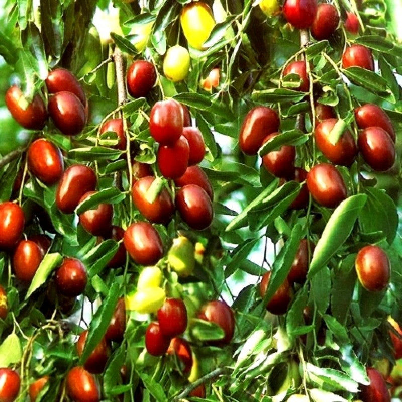 ziziphus mauritiana seeds