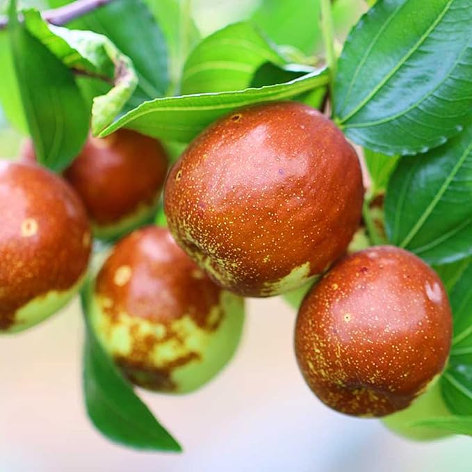Indian Jujube Fruit Tree Seeds for Planting – Heirloom Non-GMO Garden Seeds