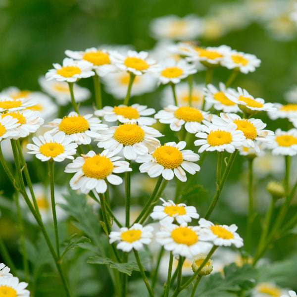 Zloty Lan Chamomile Herb Seeds for Planting – Heirloom Non-GMO Garden Seeds