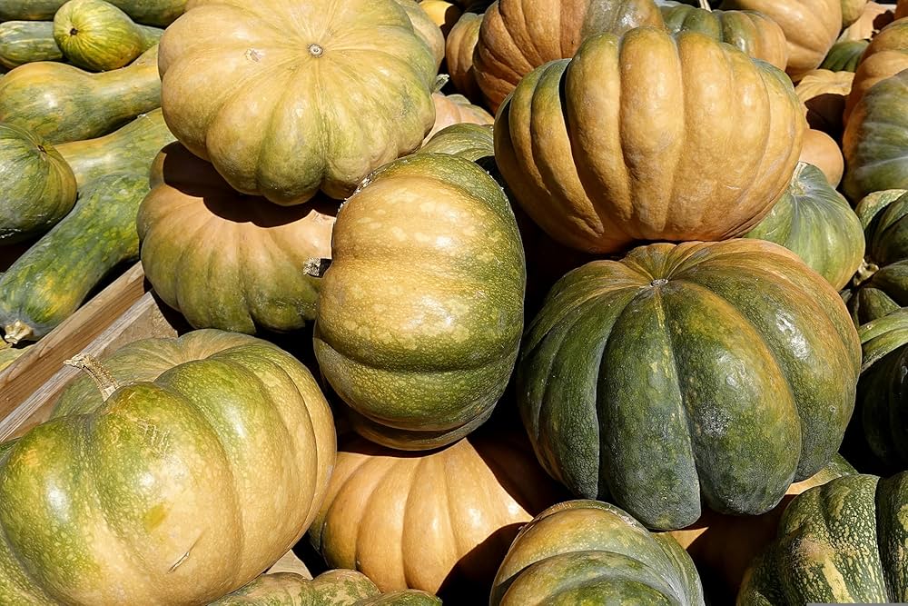 Aspen Zucchini Squash Seeds