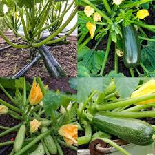 Heirloom Zucchini Seeds for Summer Squash