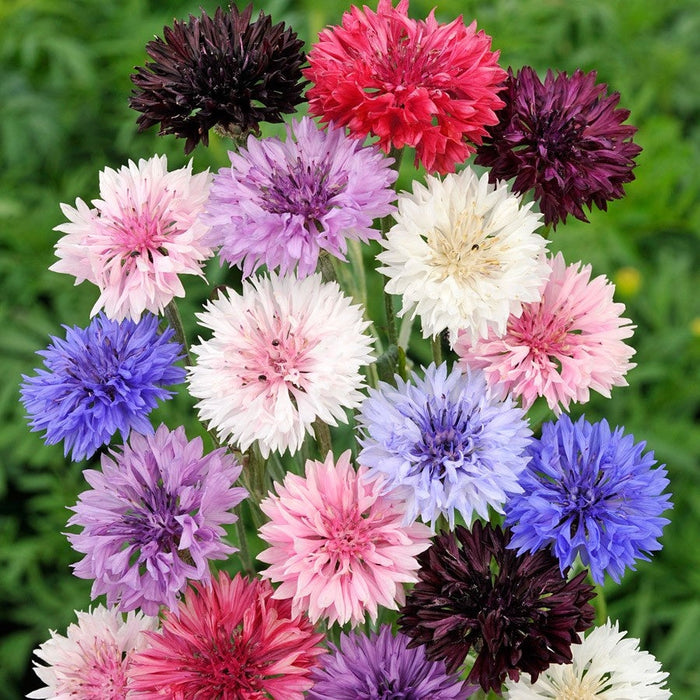 Cornflower Seeds for Planting