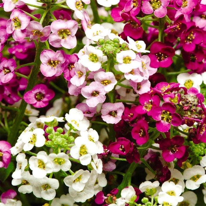 Alyssum Seeds for Planting