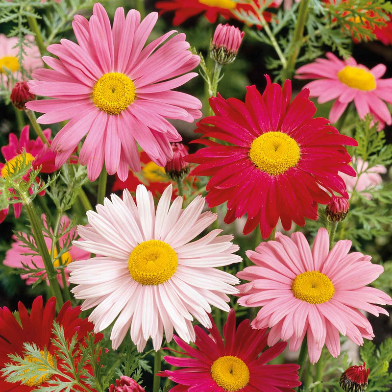Spring seeds for planting