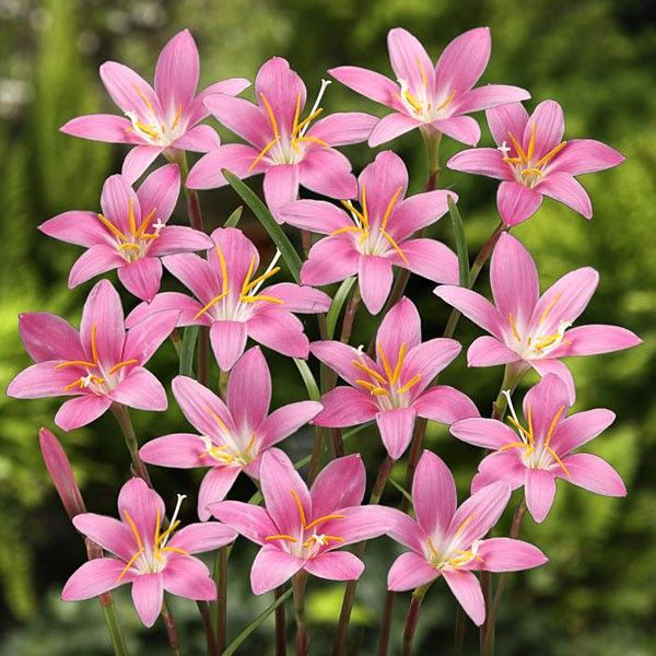 Rainy season seeds for planting