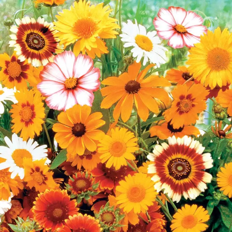 Summer seeds for planting