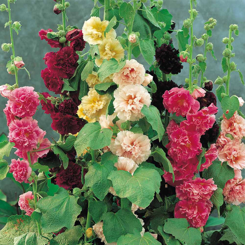 Winter Seeds for Planting