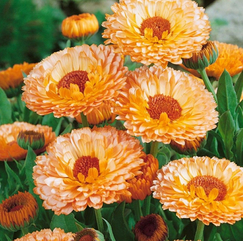 Fall seeds for planting