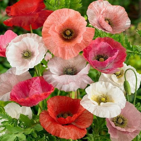 Poppy Seeds for Planting