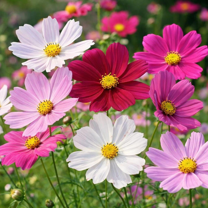 Cosmo Seeds for Planting