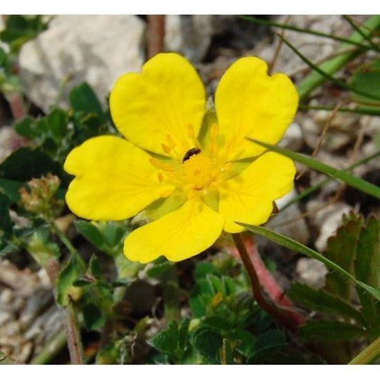 Tormentil flower seeds