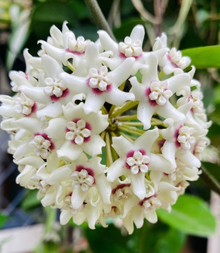 White Hoya flower seeds