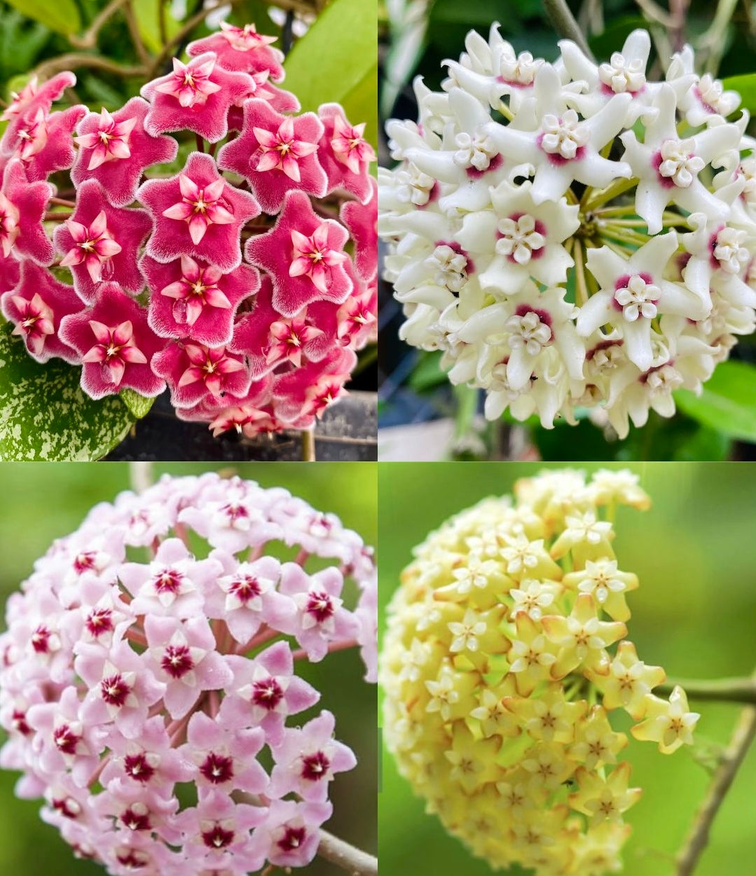 Hoya flower seeds