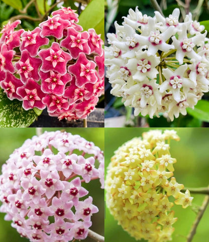 Hoya flower seeds