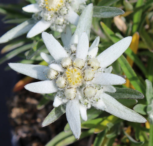 White Edelweiss flower seeds
