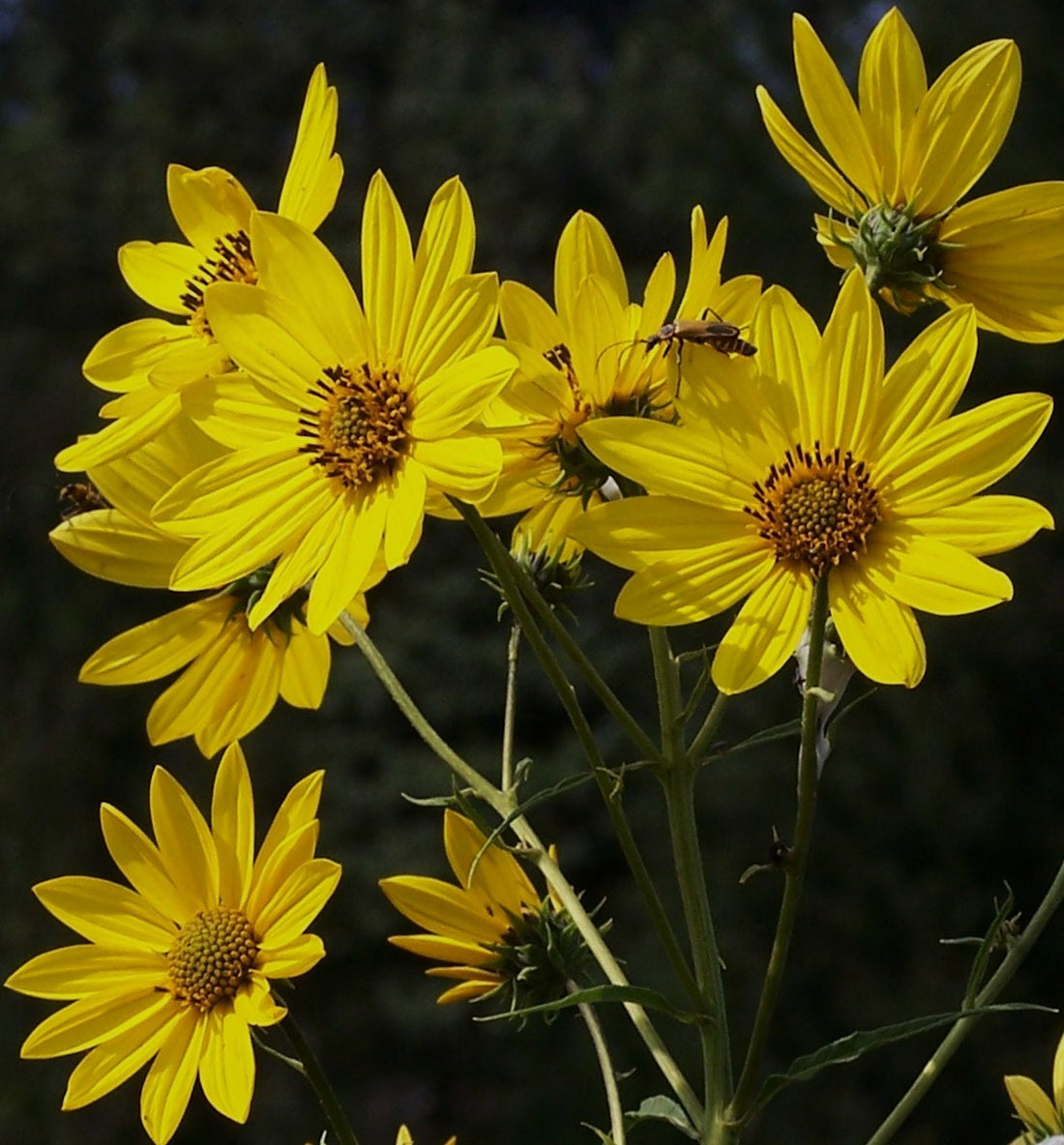 Helianthus Salicifolius flower seeds