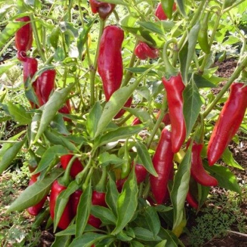 Sweet Hungarian Paprika Pepper Seeds