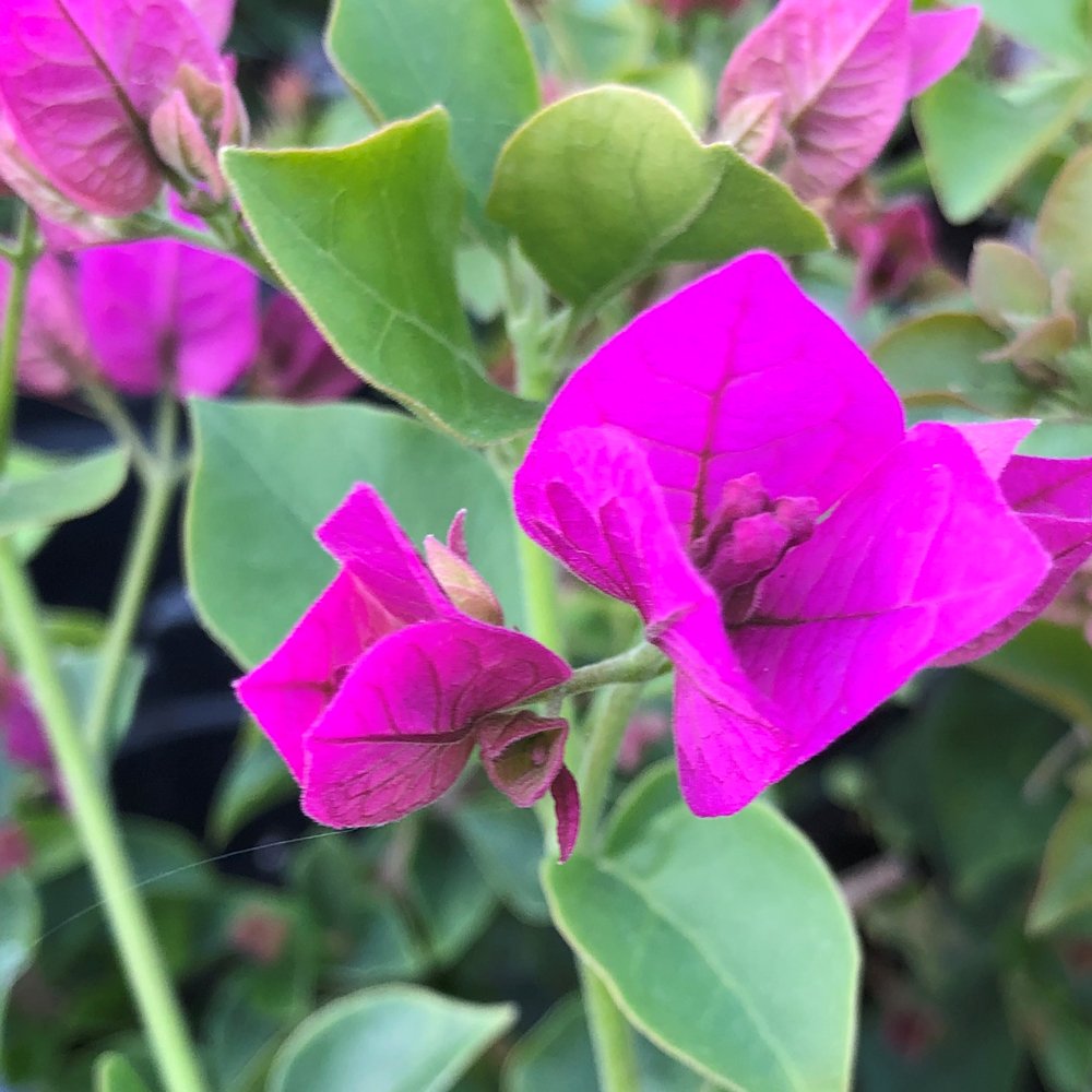 Bougainvillea Glabra flower seeds