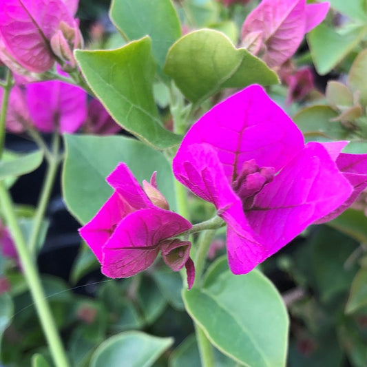 Bougainvillea Glabra flower seeds