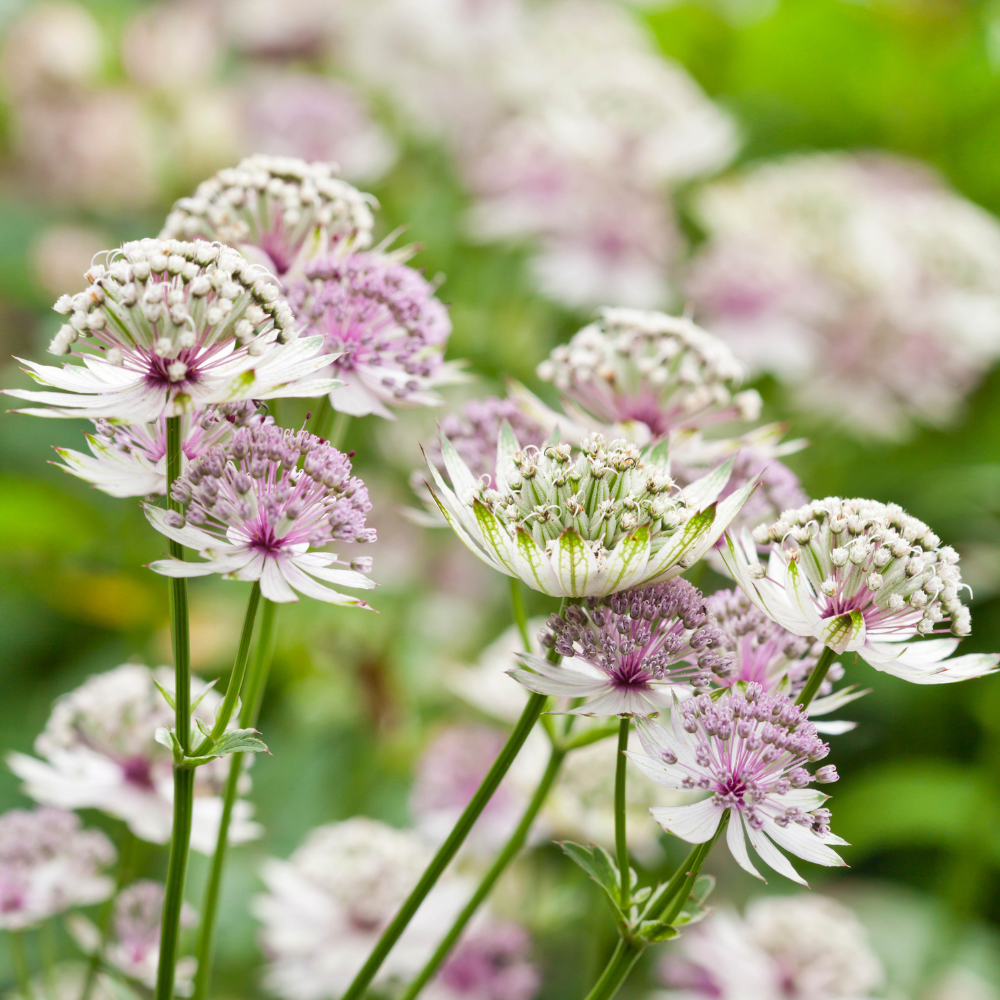 Blue Astrantia flower seeds