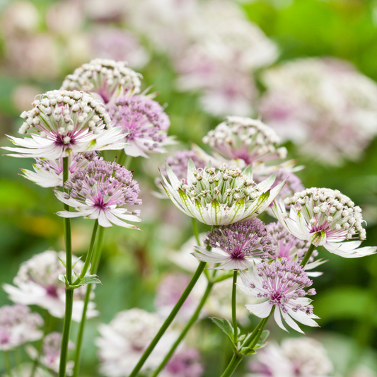 Blue Astrantia flower seeds