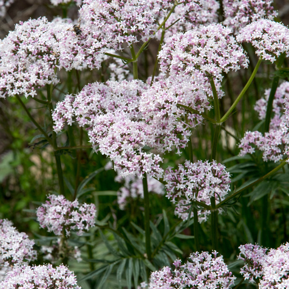 Valeriana flower seeds