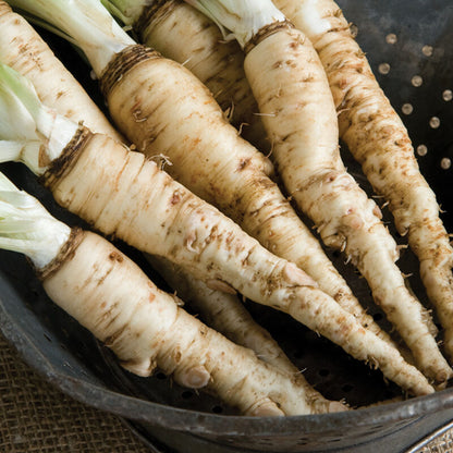 Mammoth Sandwich Island Salsify Seeds