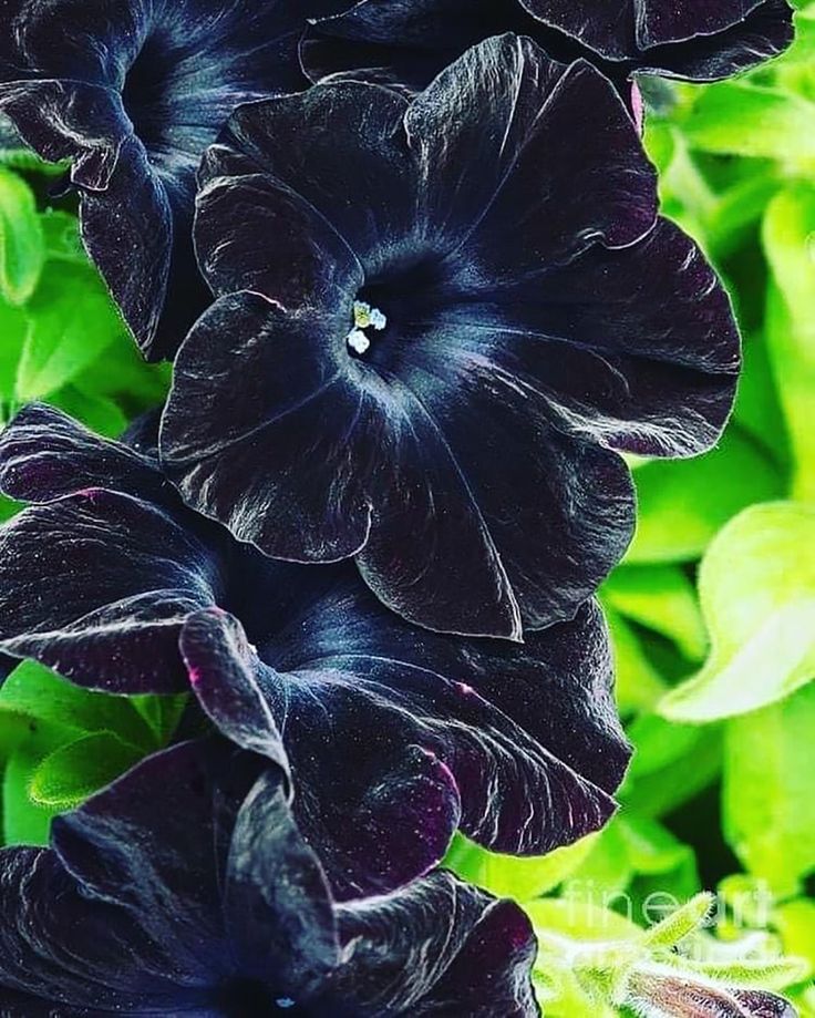 Black Petunia Flower Seeds for Planting – Heirloom Non-GMO Garden Seeds