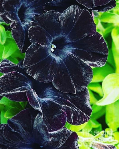 Black Petunia Flower Seeds for Planting – Heirloom Non-GMO Garden Seeds