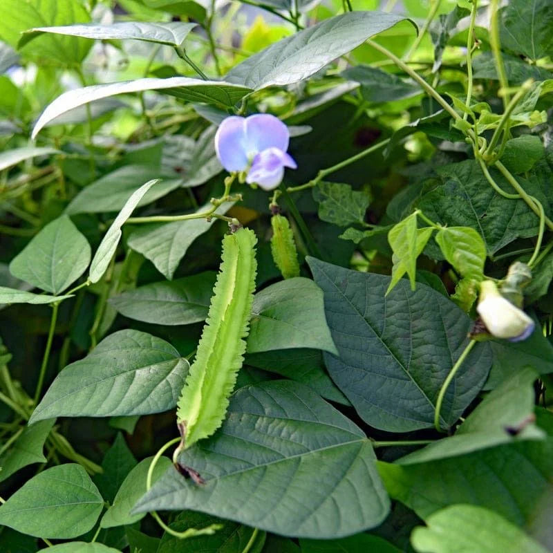 Winged Bean Seeds