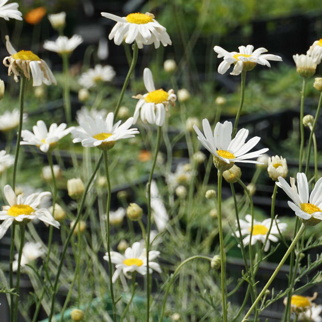 White Cinerariifolium flower seeds