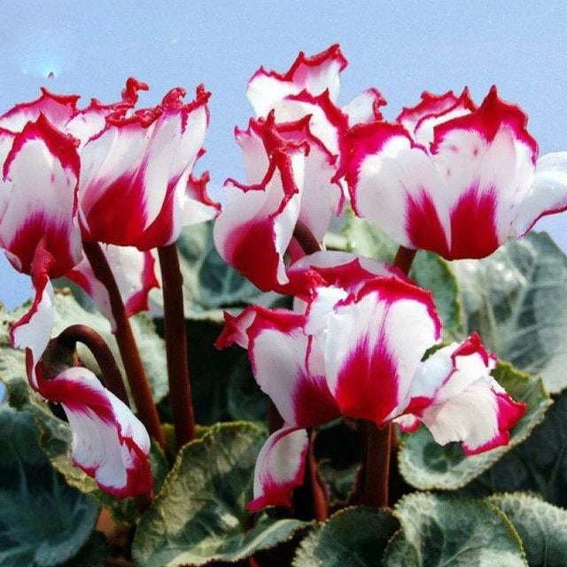 Red White flower seeds