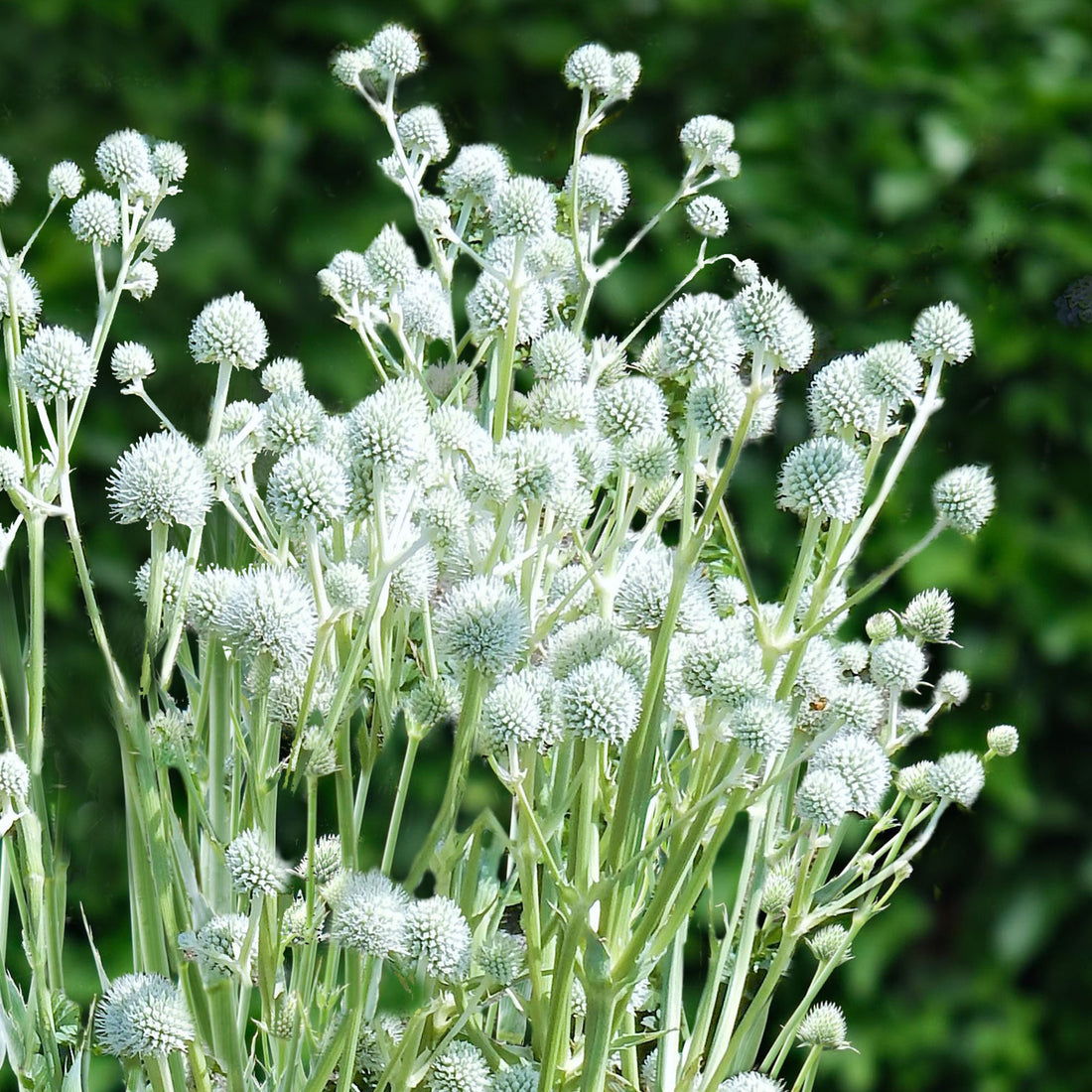 White Eryginum flower seeds