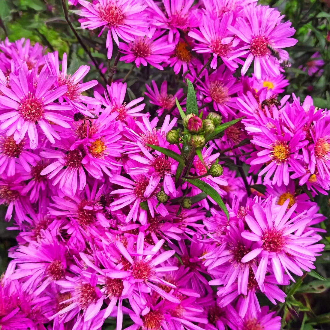 Aster flower seeds