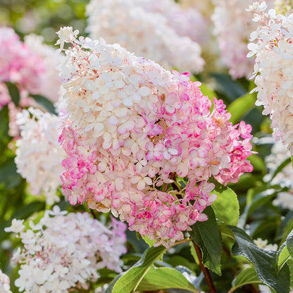 Pink Vanilla Fraise Hydrangea Flower Seeds for Planting – Heirloom Non-GMO Garden Seeds