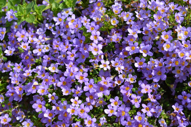 Purple Bacopa Blutopia Flower Seeds for Planting – Heirloom Non-GMO Garden Seeds