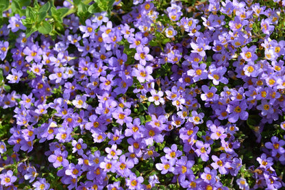 Purple Bacopa Blutopia Flower Seeds for Planting – Heirloom Non-GMO Garden Seeds